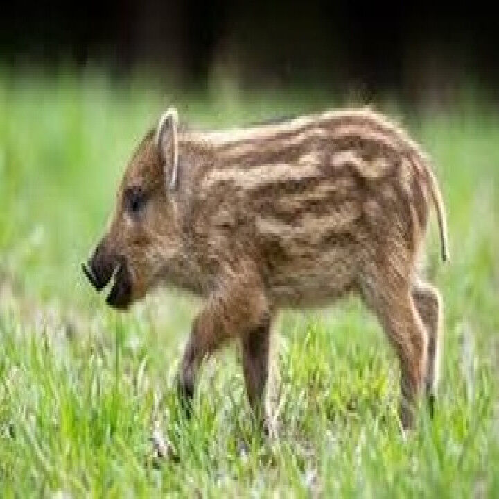 【ゴルフ場は天然のサファリパーク？！】